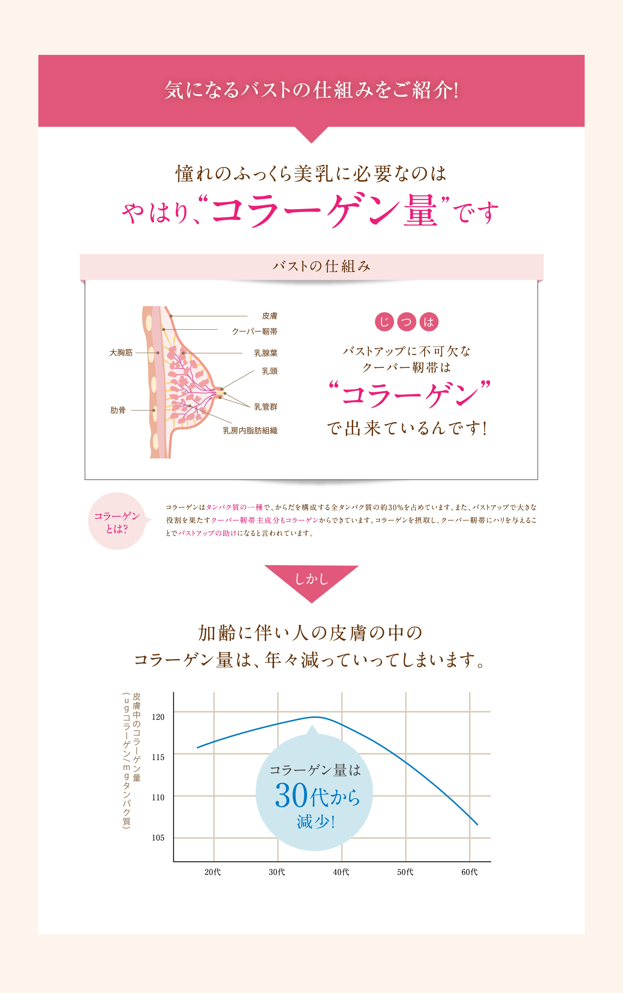 気になるバストの仕組みをご紹介