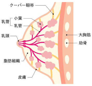 point's collagen