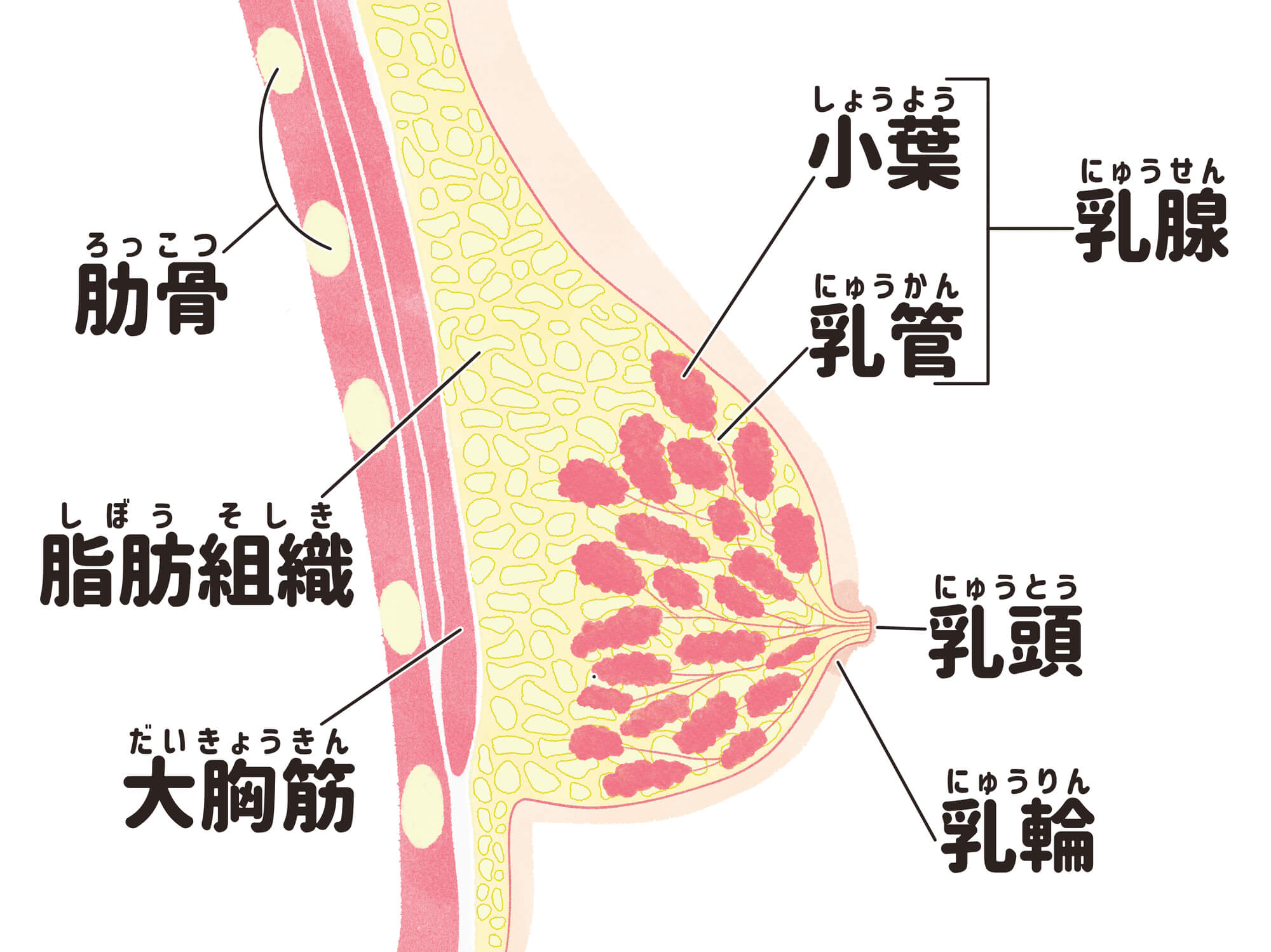 胸だけ大きくするには？サイズを決める要素とは